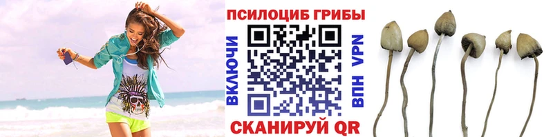 Псилоцибиновые грибы Psilocybe  Кстово 